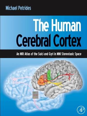 The Human Cerebral Cortex a book by Michael Petrides - Bookshop.org US