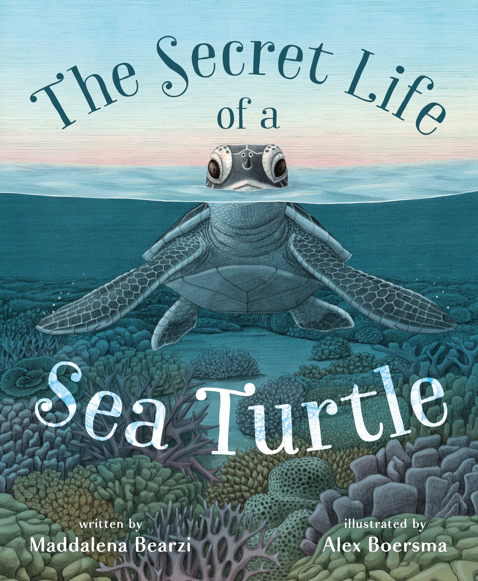 Book cover of The Secret Life of a Sea Turtle by Maddalena Bearzi, Illustrated by Alex Boersma, featuring a gray sea turtle half-submerged on the surface of the ocean; a coral reef can be seen on the ocean floor below her.