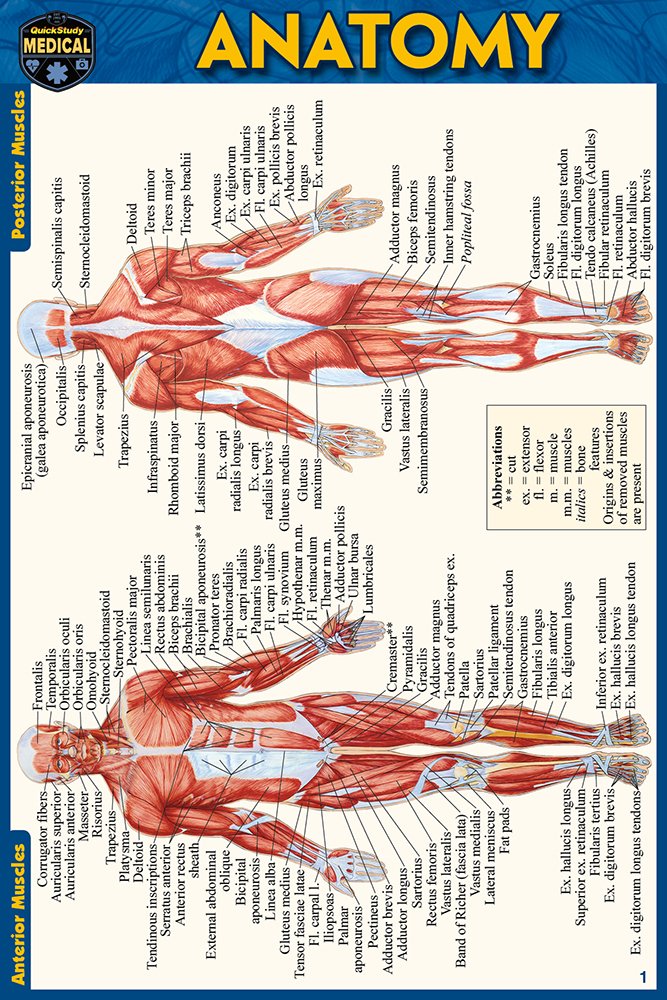 Anatomy Pocket-Sized Reference Guide (4x6 Inches) a book by Vincent ...