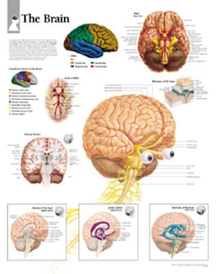 The Brain Chart: Laminated Wall Chart a book by Scientific Publishing