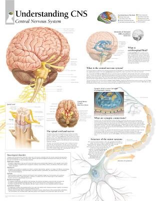 Understanding CNS Chart: Laminated Wall Chart a book by Scientific ...