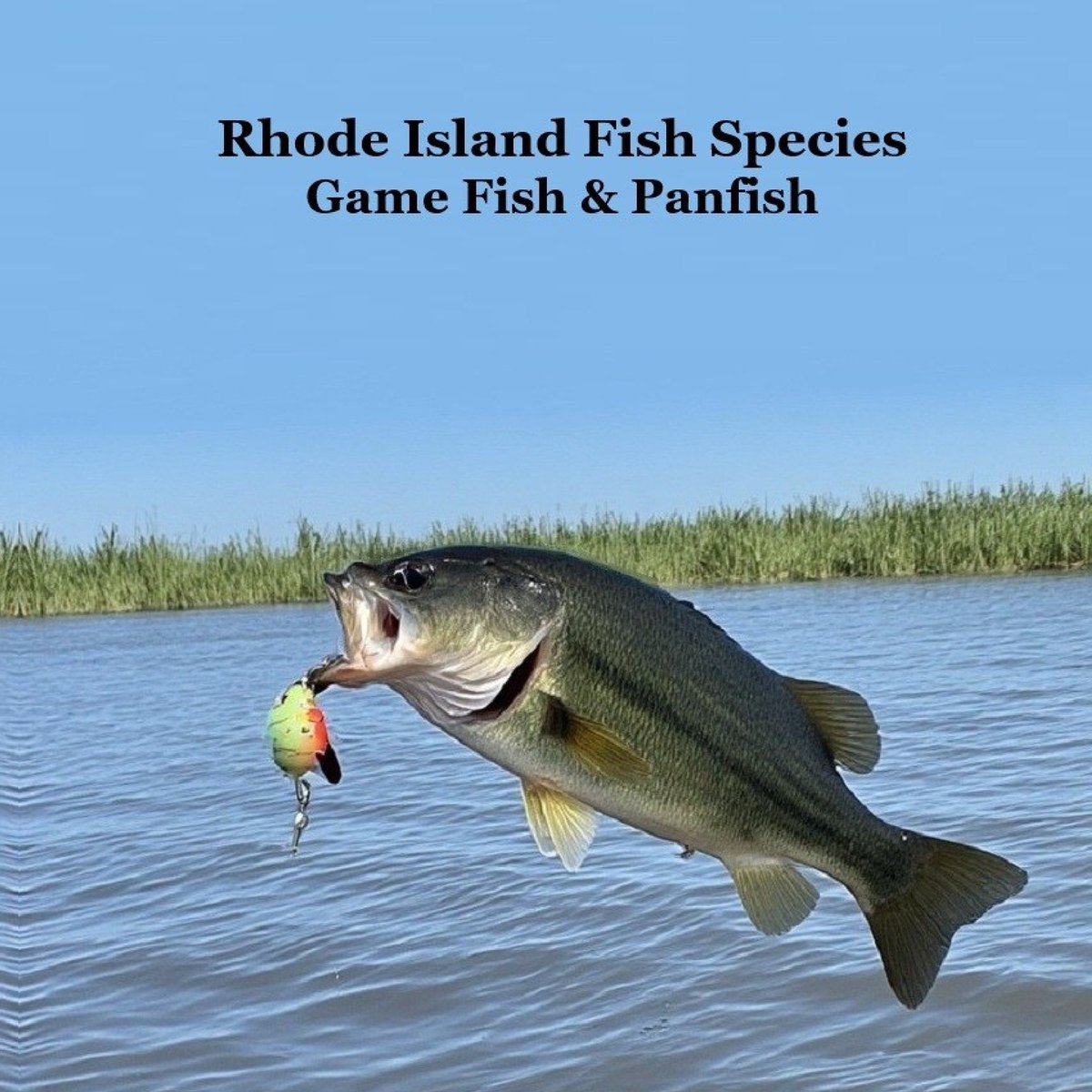 Rhode Island Game Fish and Panfish Species Kids Book a book by Kinsey ...